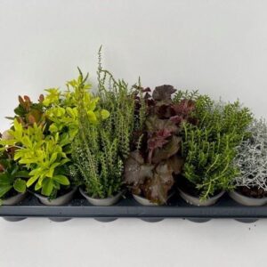 conifers and Heester Garden mix
(18 Plants/Order)(9cmP 10cmH)