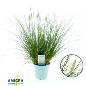 Pennisetum alopecuroides Little Ham
(6 Plants/Order)(17cmP 50cmH)