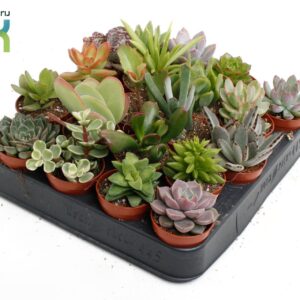 Succulenten mix
(20 Plants/Order)(5.5cmP 10cmH)