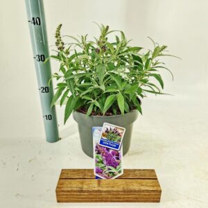 Buddleja Butterfly Candy Little Pur d. ('BotEx 001'PBR)
(1 Plants/Order)(23cmP 40cmH)