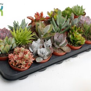 Succulenten mix
(12 Plants/Order)(8.5cmP 15cmH)
