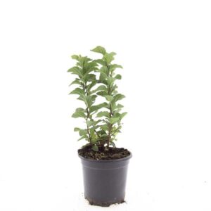 Spiraea densiflora
(8 Plants/Order)(14cmP 10cmH)