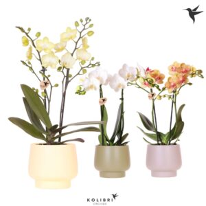 Phalaenopsis mixed 2 spike in Scandic Pot
(6 Plants/Order)(9cmP 40cmH)