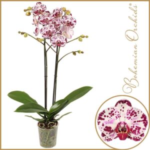 Phalaenopsis 2 spike Mondriaan
(10 Plants/Order)(12cmP 70cmH)