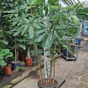 Schefflera Amate multistam XL 250
(1 Plants/Order)(45cmP 250cmH)