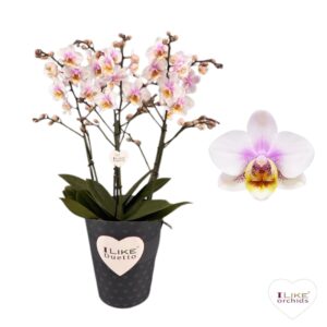Phalaenopsis San Jose Duetto Multi San Jose 60+
(4 Plants/Order)(17cmP 50cmH)