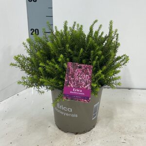 Erica darleyensis Jenny Porter J.W.
(6 Plants/Order)(15cmP 20cmH)