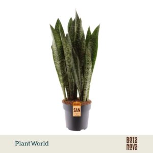 Sansevieria zeylanica
(1 Plants/Order)(27cmP 100cmH)