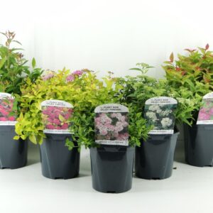 Spiraea japonica mix LAAG
(6 Plants/Order)(17cmP 25cmH)