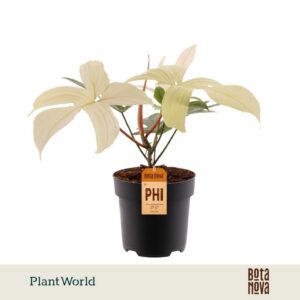 Philodendron Florida Ghost
(4 Plants/Order)(19cmP 50cmH)