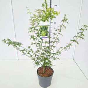 Acer palmatum Seiryu 80-100C7
(1 Plants/Order)(25cmP 100cmH)
