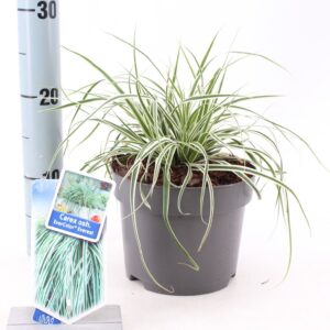Carex oshimensis Everest EverColor® ('Fiwhite'PBR)
(1 Plants/Order)(17cmP 40cmH)