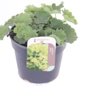 Alchemilla mollis
(8 Plants/Order)(13cmP 15cmH)