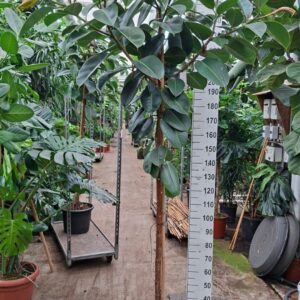 Ficus Elastica Robusta stam 270
(1 Plants/Order)(45cmP 260cmH)