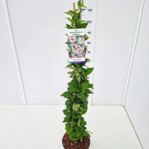 Abeliophyllum distichum 80-100C5
(1 Plants/Order)(23cmP 100cmH)