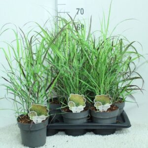 Panicum virgatum Shenandoah' P17
(6 Plants/Order)(17cmP 70cmH)