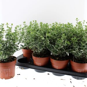 Euonymus fortunei Emerald Gaiety Gaity
(8 Plants/Order)(13cmP 30cmH)