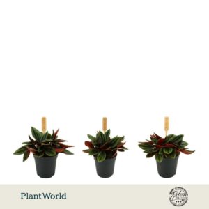 Peperomia Rosso 5,5cm
(20 Plants/Order)(5.5cmP 10cmH)