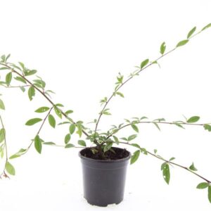 Cotoneaster salicifolius Herbstfeuer'
(8 Plants/Order)(14cmP 10cmH)