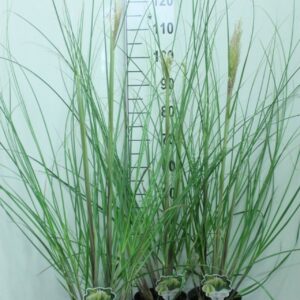 Cortaderia selloana Pumila
(3 Plants/Order)(19cmP 130cmH)