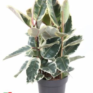 Ficus Tineke Elastica 3PP P27
(1 Plants/Order)(27cmP 110cmH)
