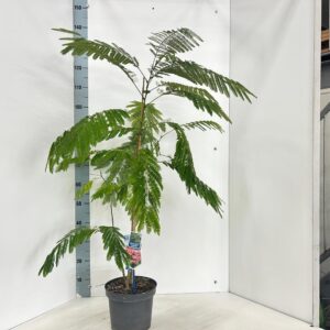 Albizia julibrissin Ombrella® ('Boubri'PBR)
(1 Plants/Order)(23cmP 125cmH)