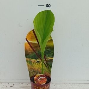 herbs Curcuma longa
(10 Plants/Order)(12cmP 20cmH)
