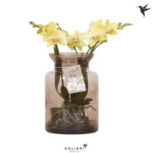 Phalaenopsis Roots yellow in Glas stolp brown
(3 Plants/Order)(16cmP 50cmH)