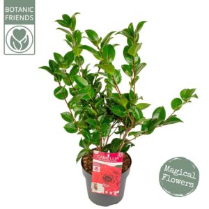 Camellia japonica Black Lace'
(1 Plants/Order)(19cmP 75cmH)