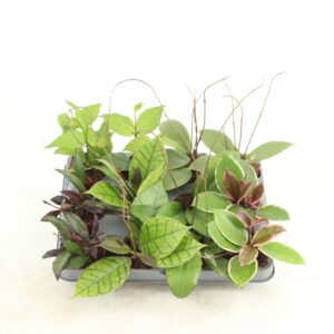 Hoya Hoya mix
(12 Plants/Order)(6cmP 7cmH)