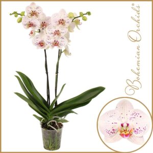 Phalaenopsis 2 spike Goya
(10 Plants/Order)(12cmP 70cmH)