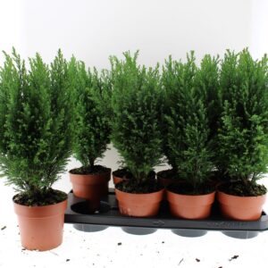 Chamaecyparis law. 'Ellwoodii
(8 Plants/Order)(13cmP 45cmH)