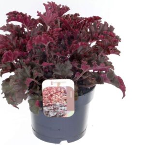 Heuchera Melting Fire
(6 Plants/Order)(17cmP 35cmH)