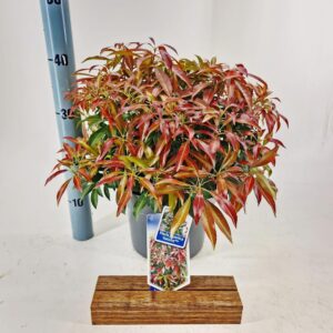 Pieris japonica Katsura PBR
(1 Plants/Order)(23cmP 40cmH)