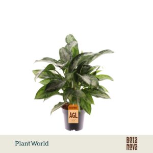 Aglaonema Jubilee Petite
(7 Plants/Order)(14cmP 40cmH)