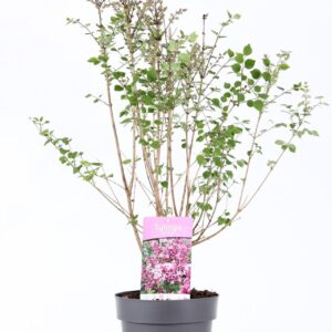 Syringa Josée mey. P21/C4.6
(1 Plants/Order)(21cmP 60cmH)