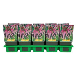 Echinacea purpurea Pallida' P11
(10 Plants/Order)(11cmP 25cmH)