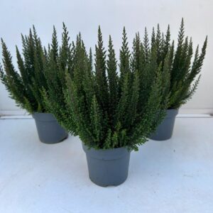 Calluna Skyline """Beauty Ladies"""
(10 Plants/Order)(10.5cmP 30cmH)