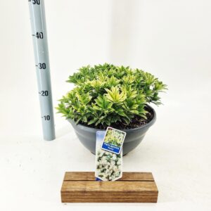 Pieris japonica Purity
(1 Plants/Order)(33cmP 30cmH)