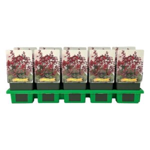 Heuchera sanguinea sanuinea 'Ruby Bells' P11
(10 Plants/Order)(11cmP 25cmH)