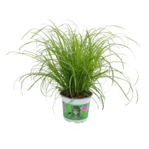 Cyperus Zumula alternifolius in bedrukte Pot
(10 Plants/Order)(12cmP 30cmH)