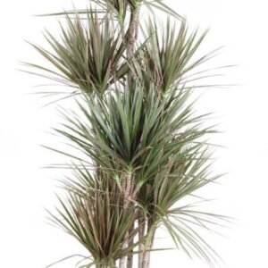 Dracaena Bicolor 120-carrousel
(1 Plants/Order)(34cmP 180cmH)