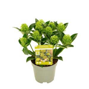 Skimmia japonica White Dwarf 8+bloem
(12 Plants/Order)(10cmP 24cmH)