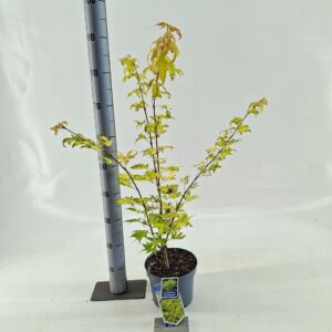 Acer palmatum Summer Gold
(1 Plants/Order)(19cmP 75cmH)