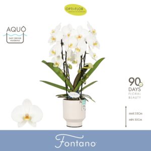 Phalaenopsis white more Ripsen Fontano Versailles 2 spike in Emilia White Aquo
(4 Plants/Order)(12cmP 60cmH)