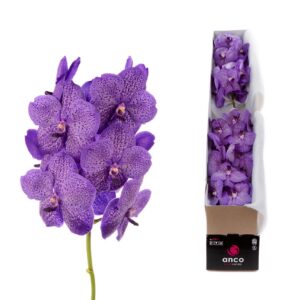 Vanda Sunanda Lavender Sprinkles Vanda Lavender Sprinkles x4
(4 Plants/Order)(cmP 25cmH)