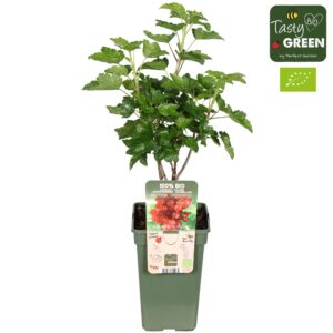 Ribes rubrum Jonkheer From Tets Bio P19
(6 Plants/Order)(19cmP 50cmH)