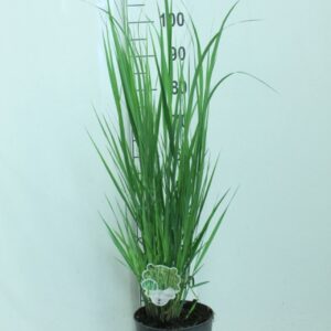 Panicum virgatum Northwind' P23
(1 Plants/Order)(23cmP 100cmH)