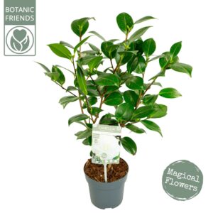 Camellia japonica Nuccio's Gem' Premium
(6 Plants/Order)(15cmP 50cmH)
