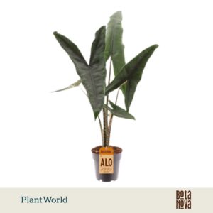 Alocasia zebrina Tigrina Superba
(7 Plants/Order)(14cmP 60cmH)